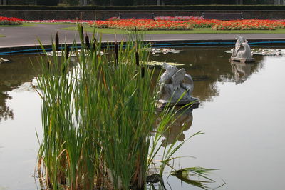 Swan in lake