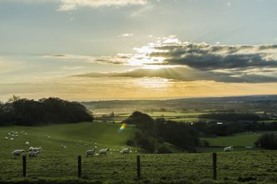 Scenic view of grassy field against sky