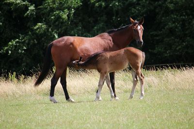 Horses on a field