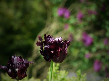 Close-up of pink flowers