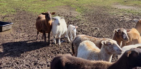 Horses in a field