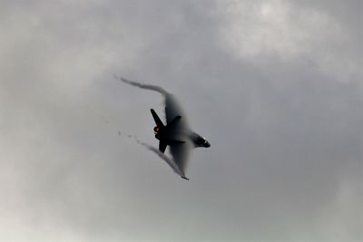 Low angle view of seagull flying