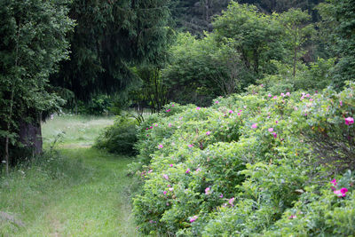 View of flowering plants in garden