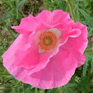 Close-up of pink flower