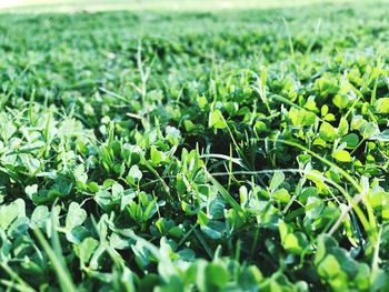 Close-up of plants growing on field