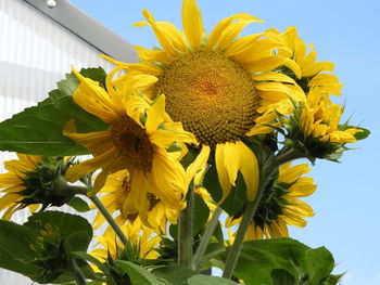 Close-up of yellow flowering plant against sky