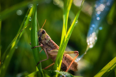 Close-up of insect on plant