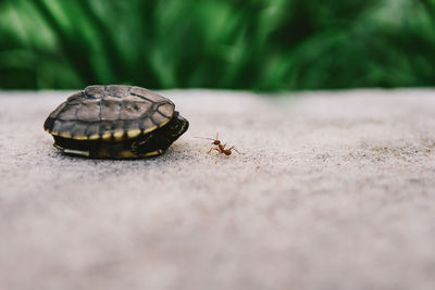 Close-up of tortoise with insect on road