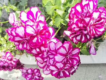 Close-up of pink flowers