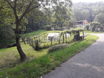 Footpath amidst grass and trees in row