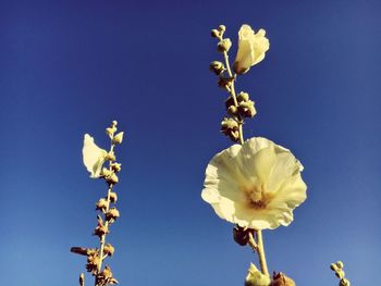 Low angle view of fresh white flowers against clear blue sky