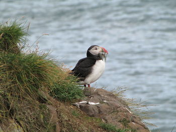 Close-up of bird perching on a lake