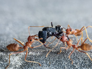 ant