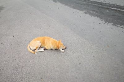 High angle view of a cat on road