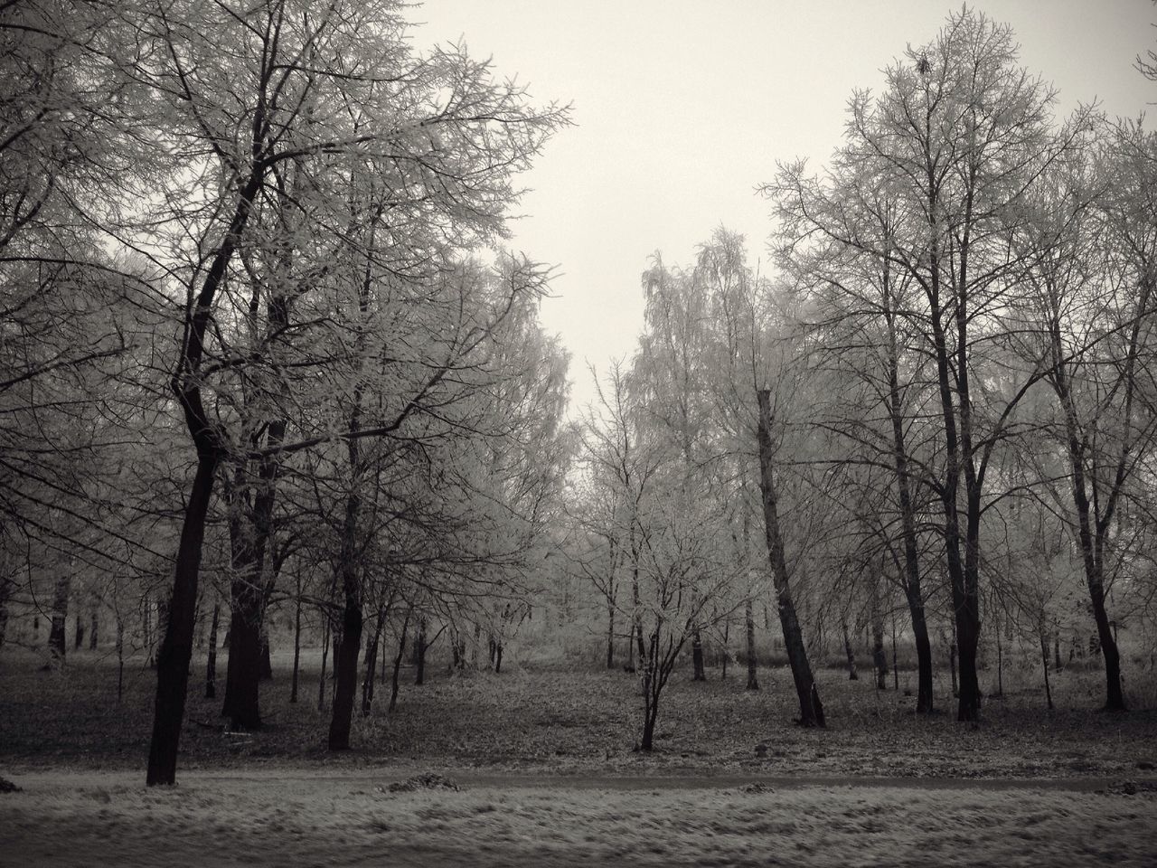 tree, tranquility, tranquil scene, bare tree, nature, beauty in nature, scenics, landscape, forest, branch, woodland, non-urban scene, tree trunk, growth, clear sky, weather, winter, sky, day, idyllic