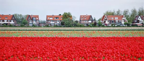 Multi colored tulips in park against sky