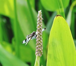 Close-up of butterfly pollinating on flower