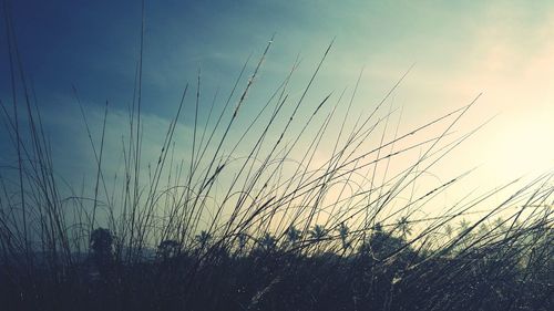 Close-up of silhouette grass against sky during sunset