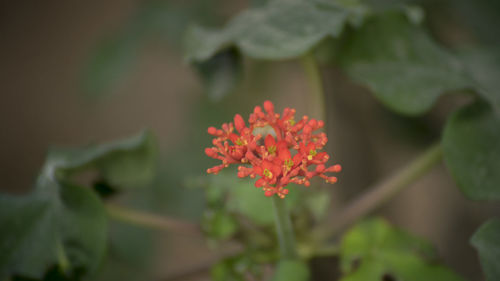 Close-up of fresh red flowers blooming outdoors