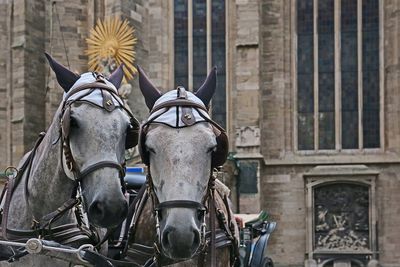 Horse cart against built structure in city