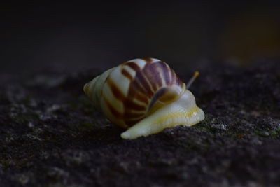 Close-up of snail on land