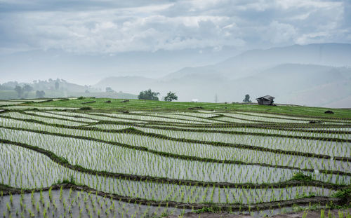 Scenic view of rice field against sky