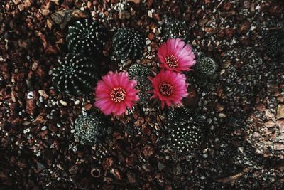 High angle view of pink flowering plant