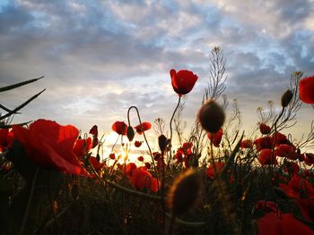 Close-up of red poppy flowers on field against sky