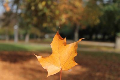 Close-up of maple leaf on tree