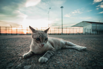 Cat resting on a street