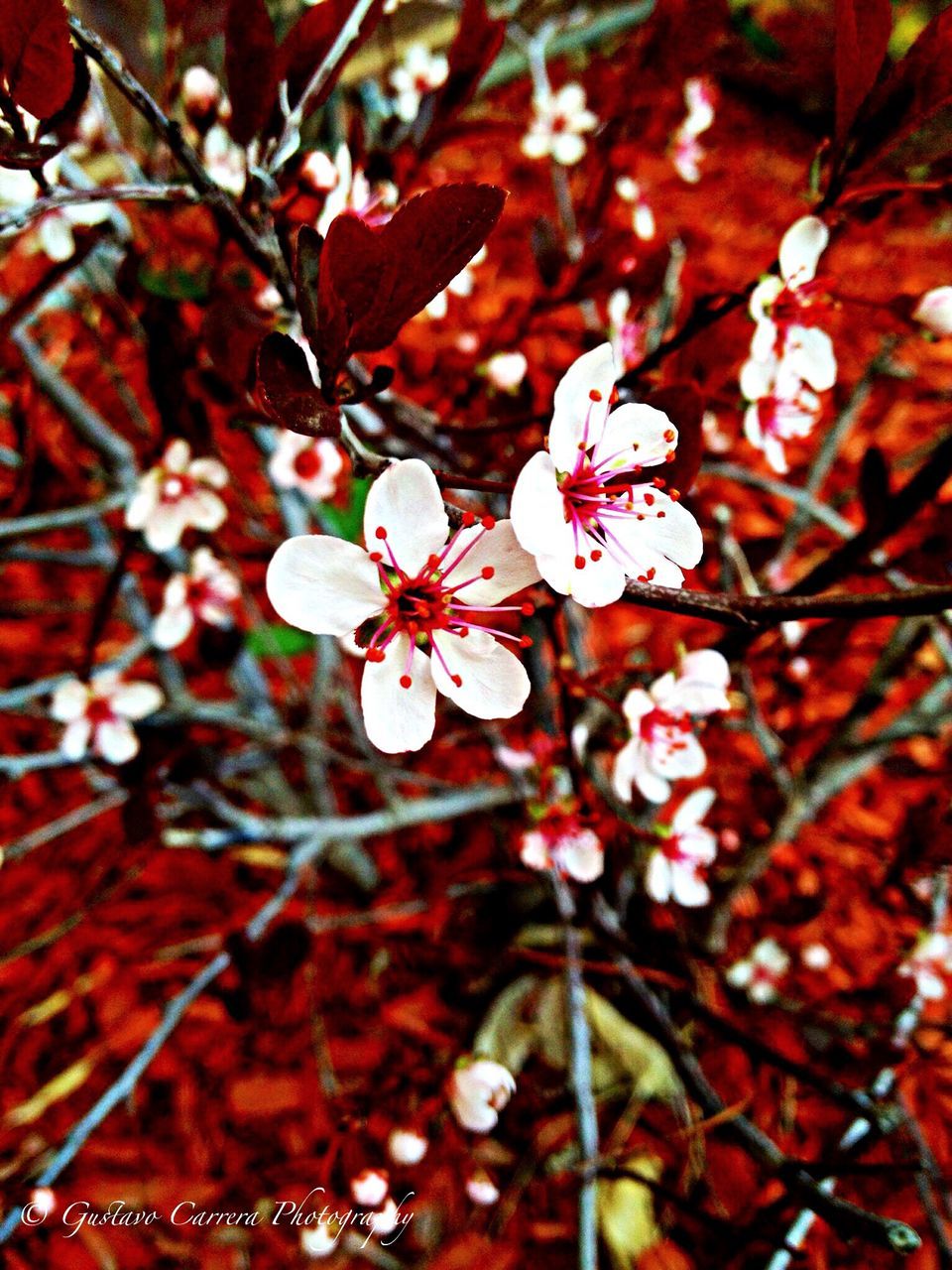 CLOSE-UP OF PINK FLOWERS ON TREE