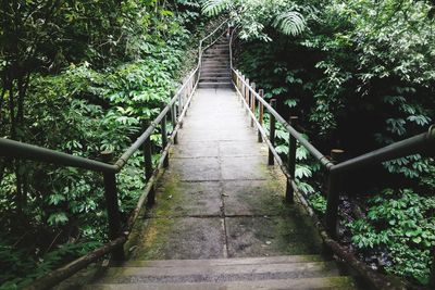 Footbridge amidst trees in forest