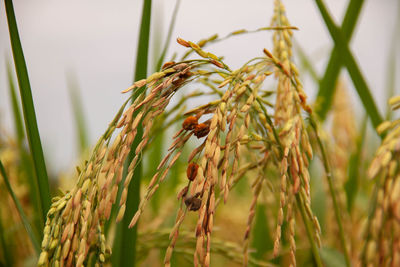 Close-up of stalks in field