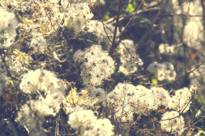 Close-up of flower tree