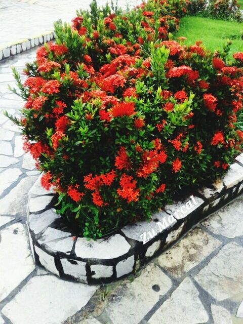 CLOSE-UP OF RED FLOWERS