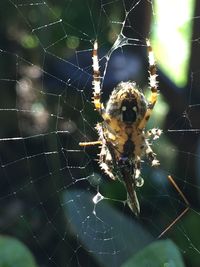 Close-up of spider on web