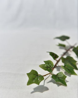 Close-up of leaves on table against white background