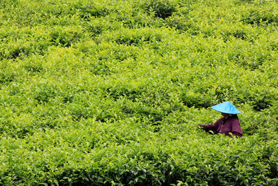 Scenic view of agricultural field