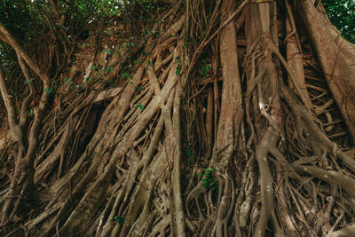 Full frame shot of tree trunks in forest