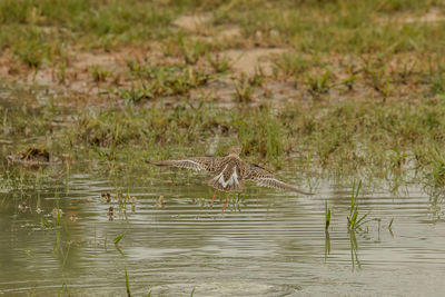 Bird on a lake