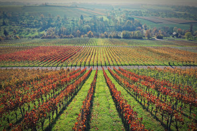 Scenic view of agricultural field