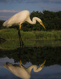 Bird by lake against sky