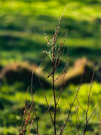 Close-up of spider web on plant