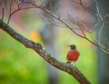 Bird perching on branch