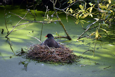 Bird perching on nest in lake