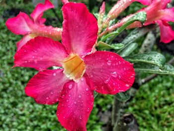 Close-up of wet pink hibiscus blooming outdoors