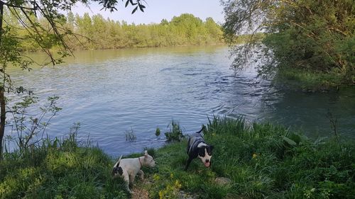 Dog in a lake