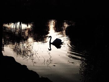 Silhouette ducks in lake against sky
