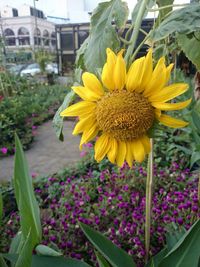 Close-up of sunflower