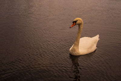 Swan floating in a lake